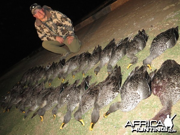 Yellow-billed ducks &amp; Red-billed teal - 2014