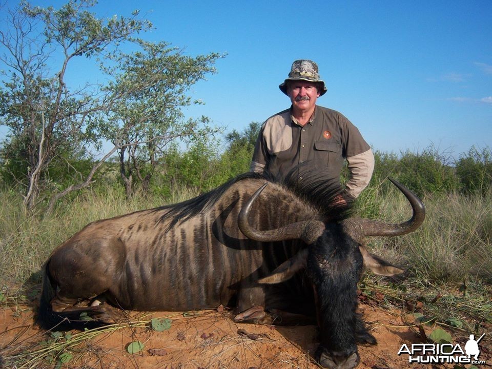 Blue Wildebeest