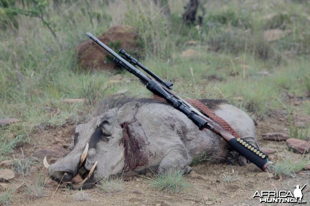 Warthog