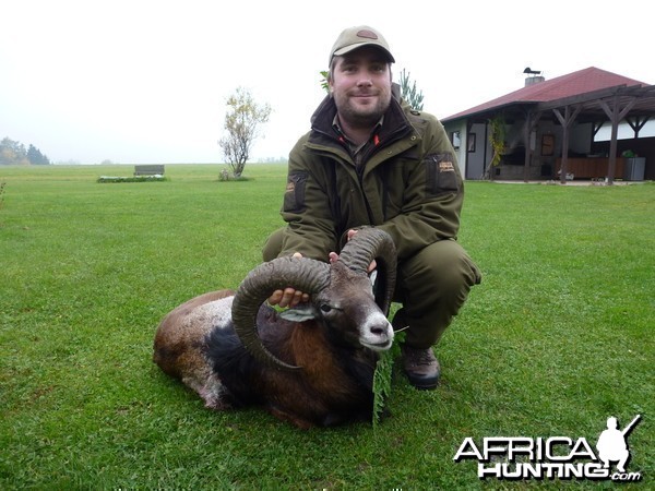 Mouflon ram taken in Czech Republic