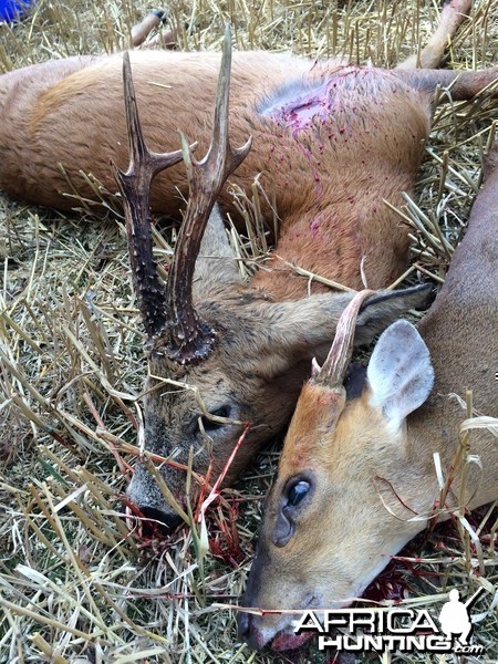 Roe buck and muntjac buck