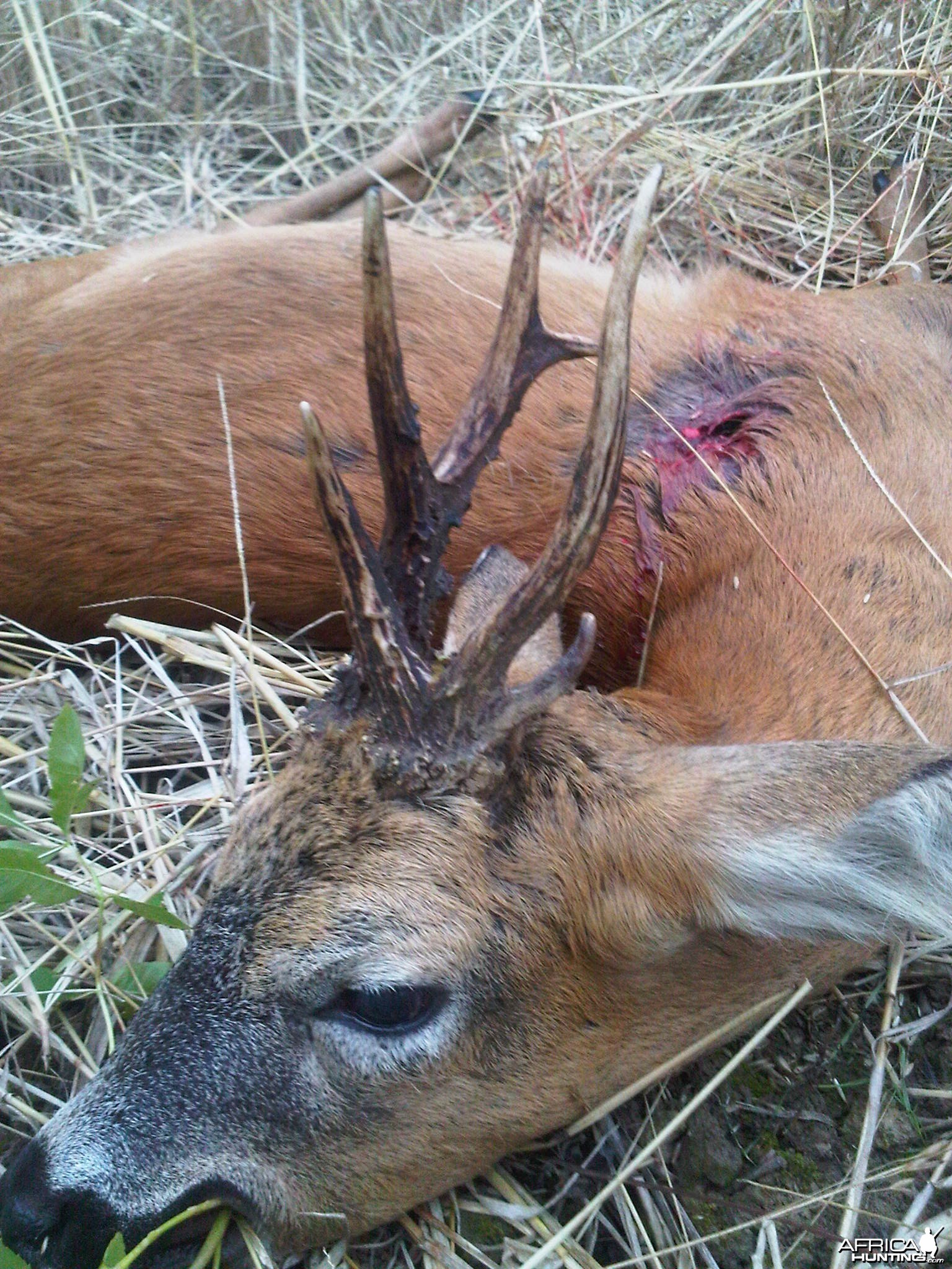 Abnormal roe buck