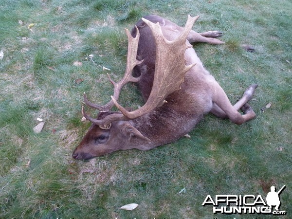 Big palmated fallow buck