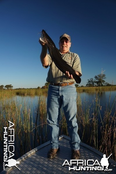 Okavango Catfish