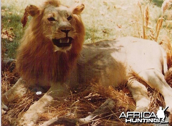 African Lion Taxidermy