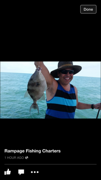Key West Trigger Fish