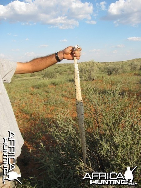 Puffadder