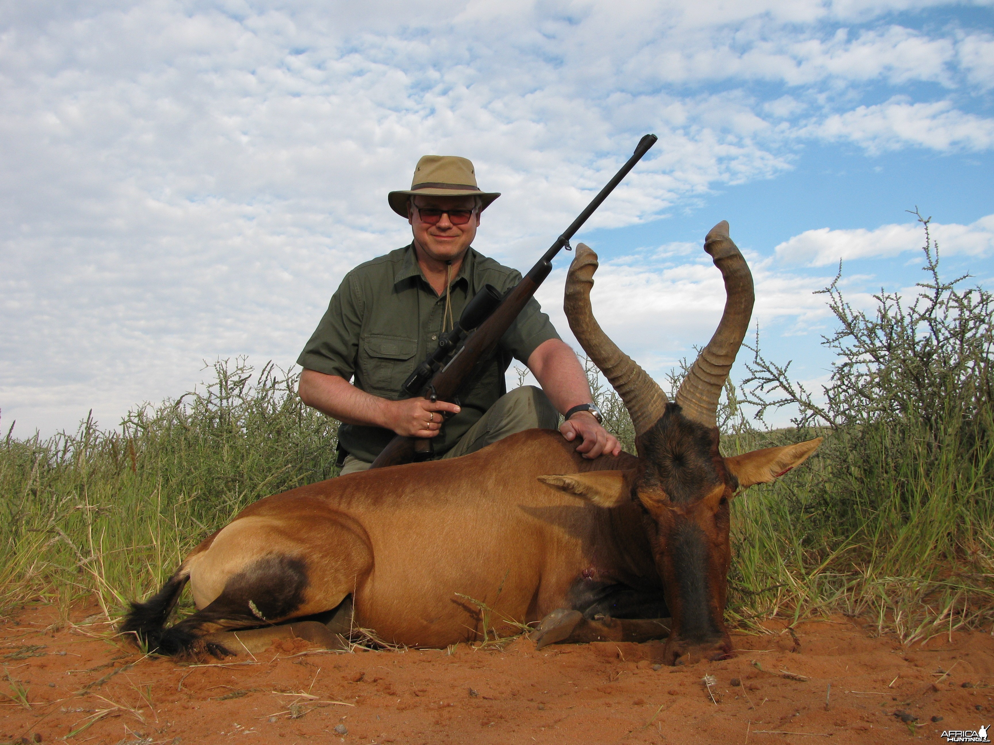 Red Hartebeest