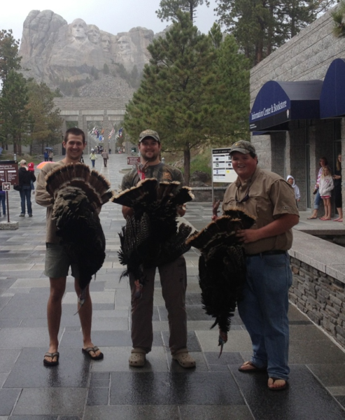 Merriams Turkey at Mount Rushmore