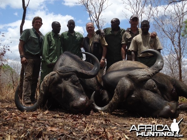 Buffalo's Tanzania