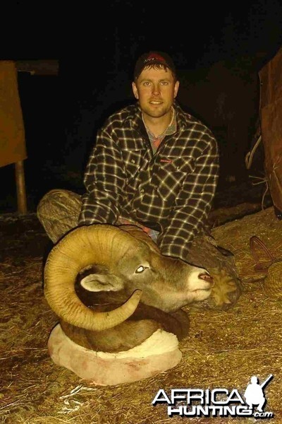 Bighorn Sheep