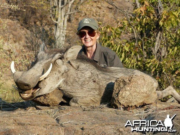 Warthog hunted at Westfalen Hunting Safaris Namibia