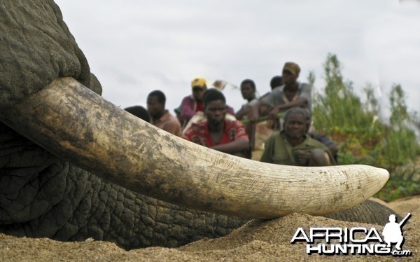 Elephant Zimbabwe