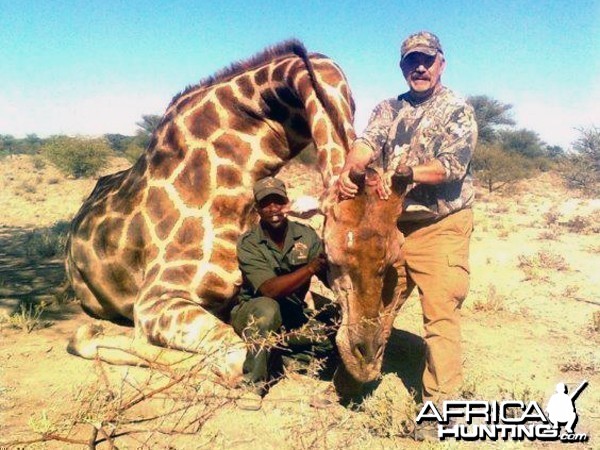 Giraffe hunted at Westfalen Hunting Safaris Namibia