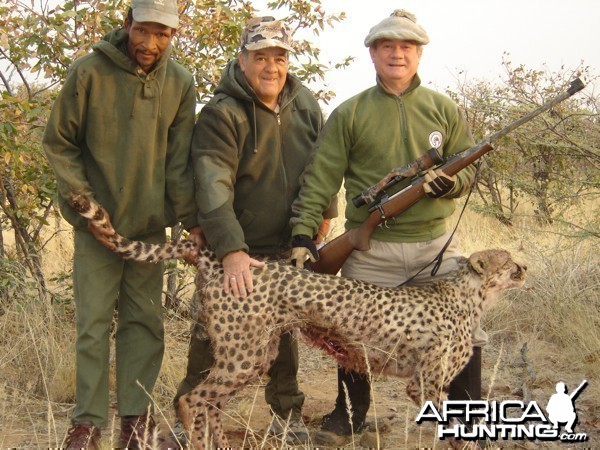 Cheetah hunted at Westfalen Hunting Safaris Namibia