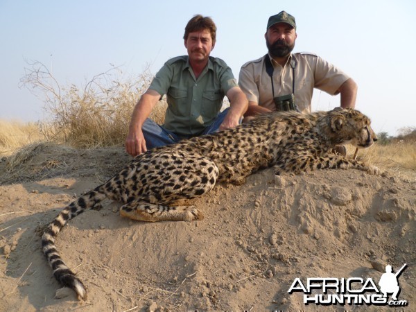 Cheetah hunted at Westfalen Hunting Safaris Namibia