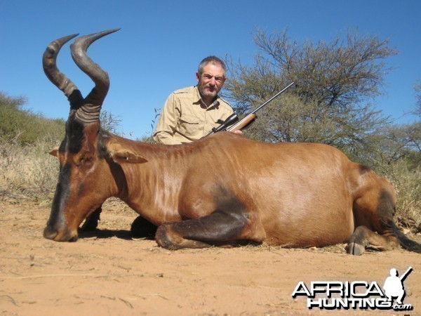 Red Hartebeest hunted at Westfalen Hunting Safaris Namibia