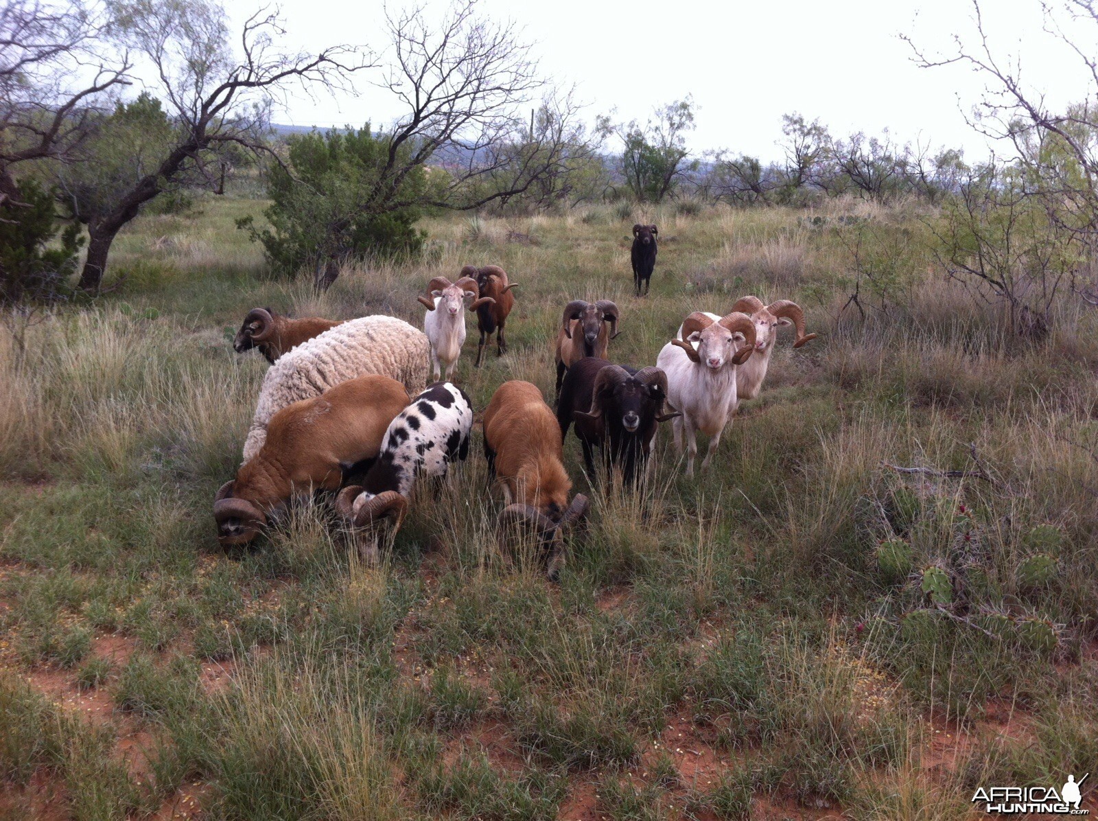 Rockin G Ranch