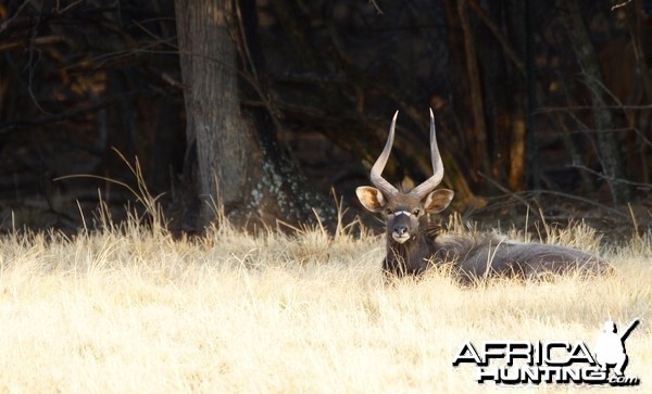 Free Hunt Contest from Arc Africa Hunting Safaris 2015