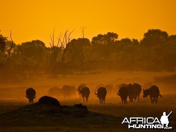 Free Hunt Contest from Arc Africa Hunting Safaris 2015