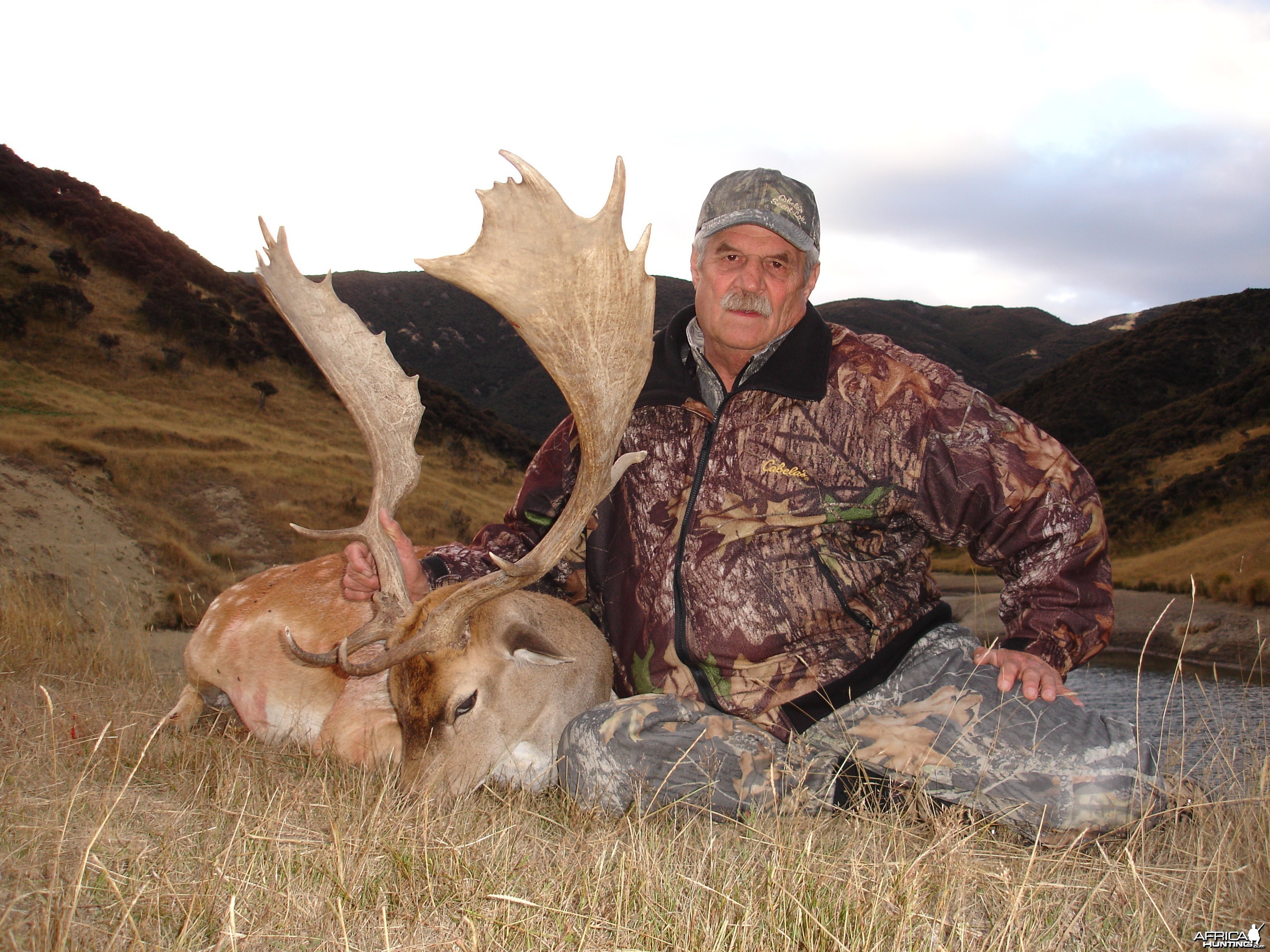 Fallow Deer
