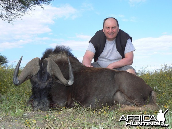 Black Wildebeest hunted with Ozondjahe Hunting Safaris in Namibia