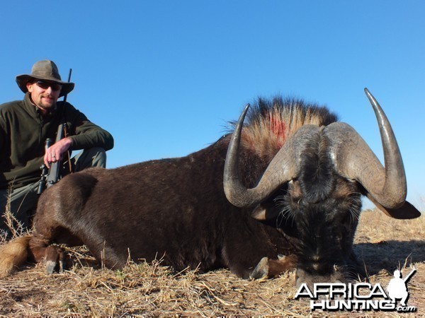 Black Wildebeest hunted with Ozondjahe Hunting Safaris in Namibia