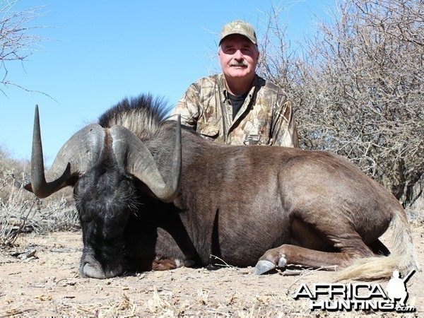 Black Wildebeest hunted with Ozondjahe Hunting Safaris in Namibia