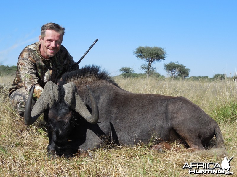 Black Wildebeest hunted with Ozondjahe Hunting Safaris in Namibia