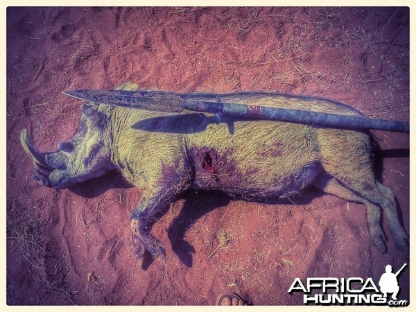 Warthog