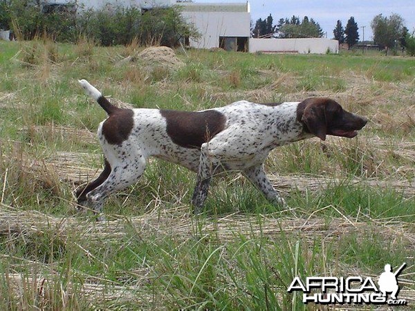 Awesome GSP's in South Africa