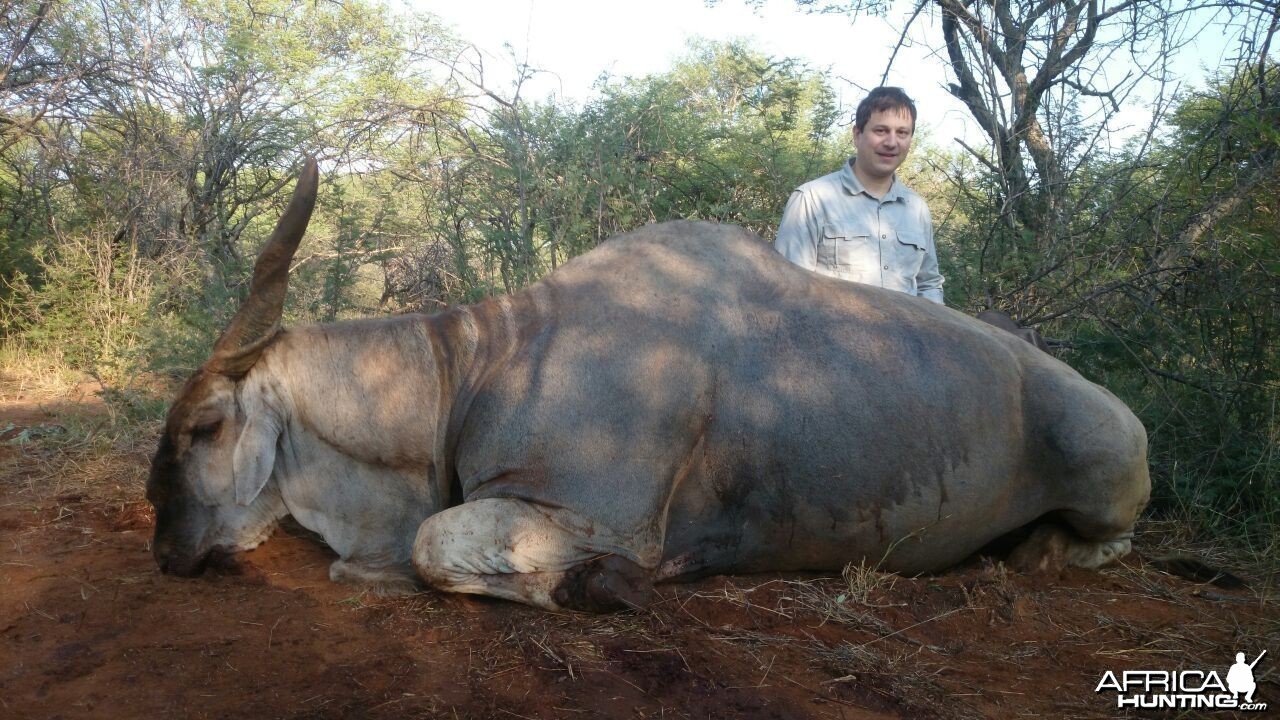 Magnificent Eland Bull