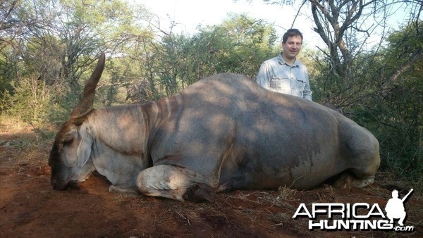 Magnificent Eland Bull