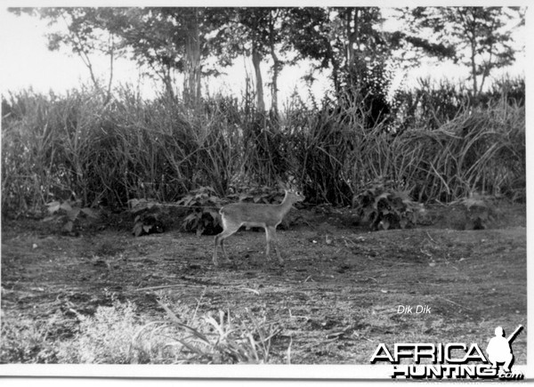 Dik Dik