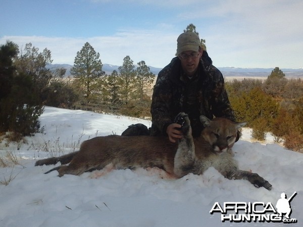 Mountain lion New Mexico