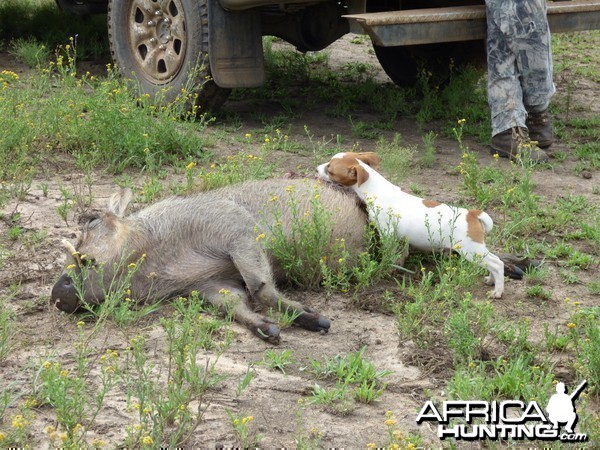 Warthog