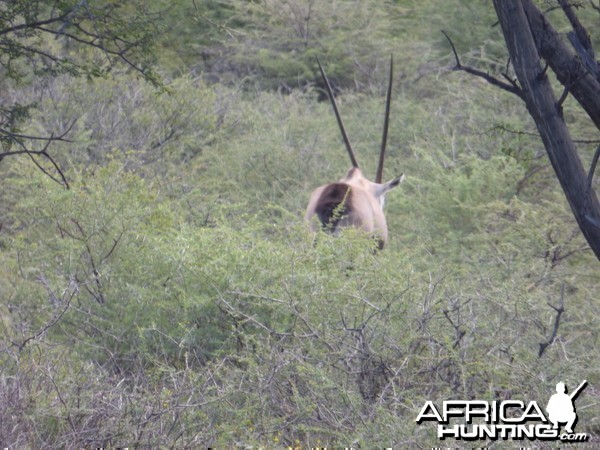 Gemsbok