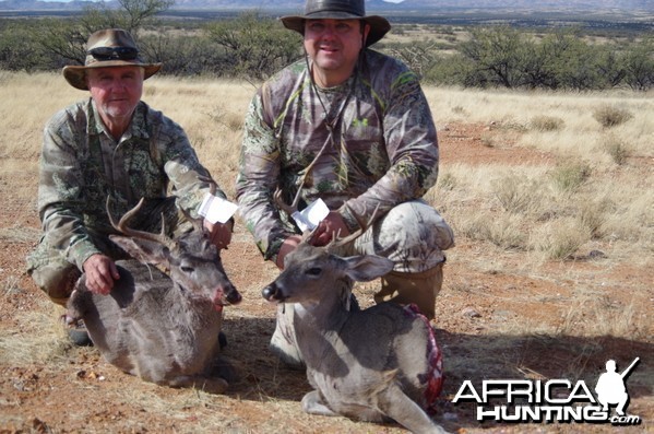 Arizona Coues Deer