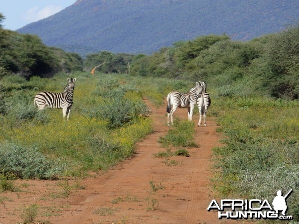 Burchell's Zebras