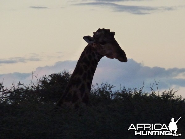 Bull giraffe close up