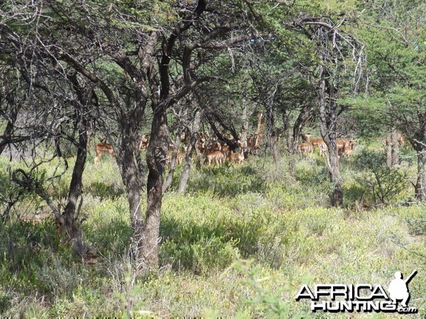 Impala herd