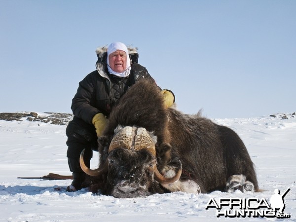 Barren Ground Musk-Ox Hunt