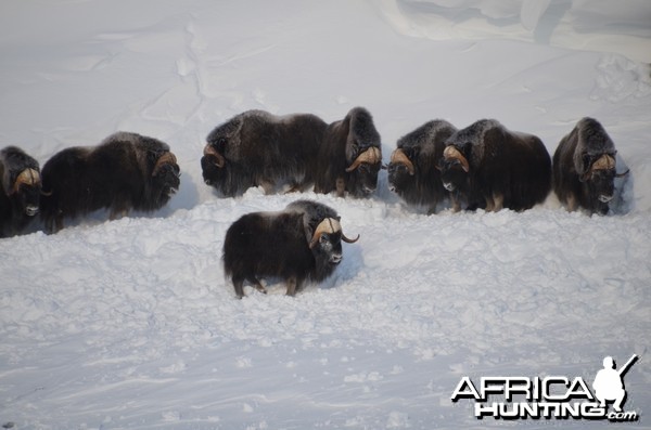 Barren Ground Musk-Ox Hunt