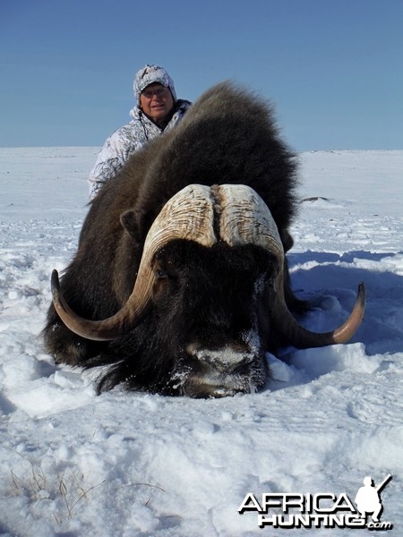 Barren Ground Musk-Ox Hunt