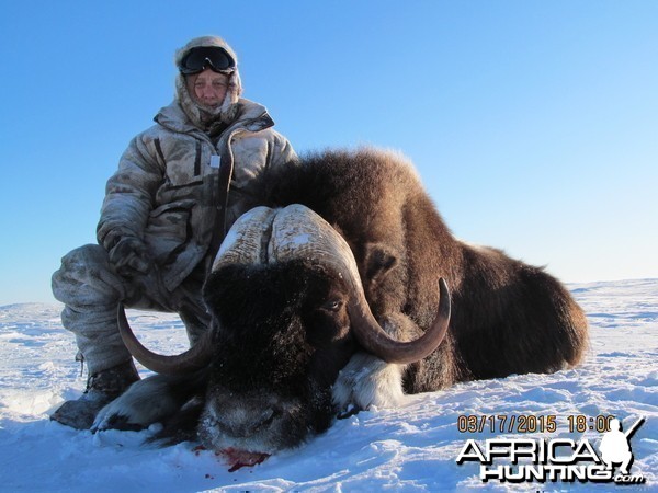 Barren Ground Musk-Ox Hunt