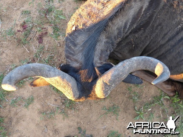 Blue Wildebeest's horns