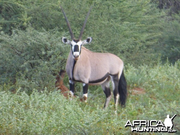 Oryx bull