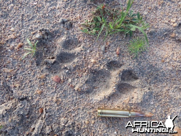 Cheetah tracks