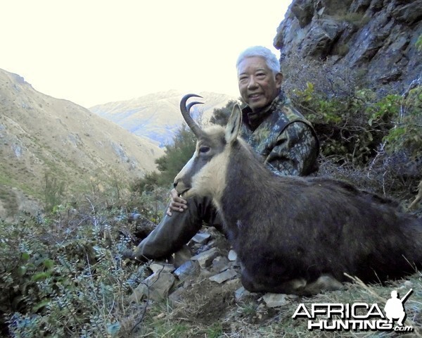 New Zealand South Island chamois