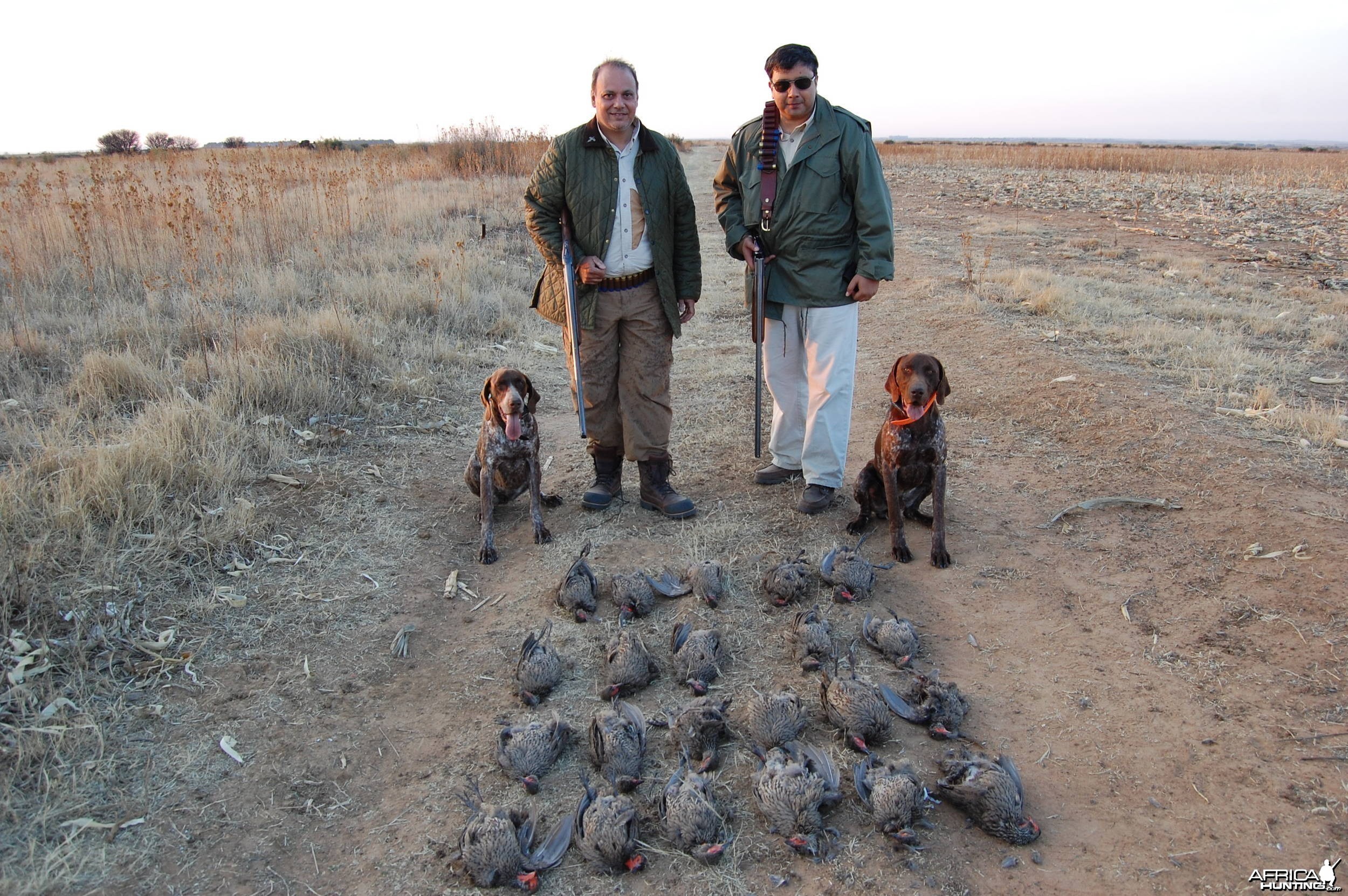 Francolin over German Shotrhaired Pointers